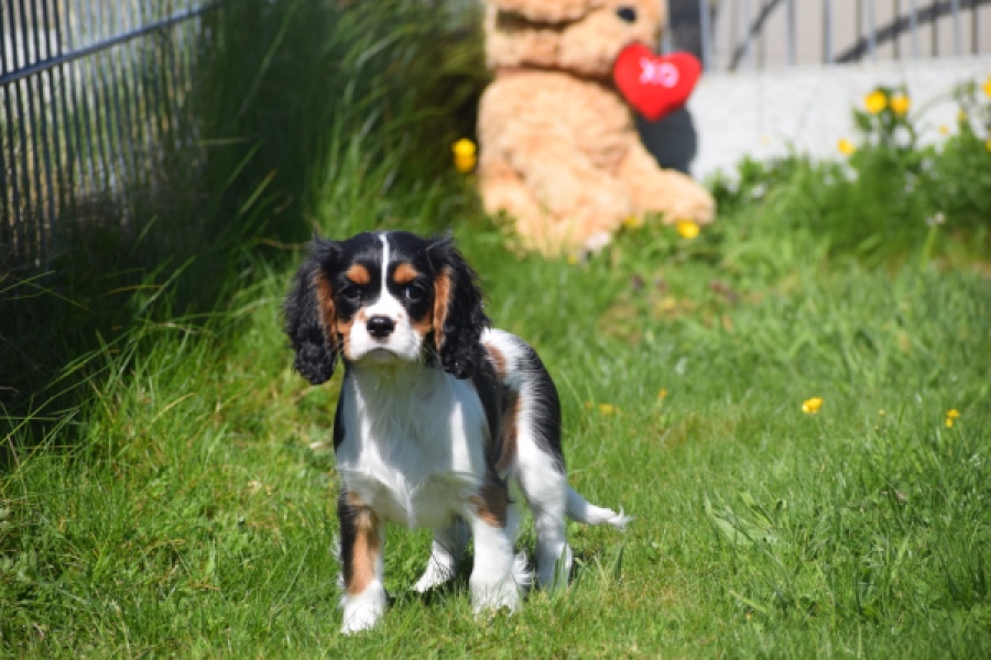 Cavalier King Charles Spaniel (reu) 62812