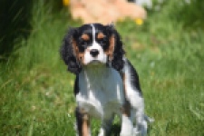 Cavalier King Charles Spaniel (reu) 62812
