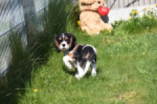 Cavalier King Charles Spaniel (reu) 62812