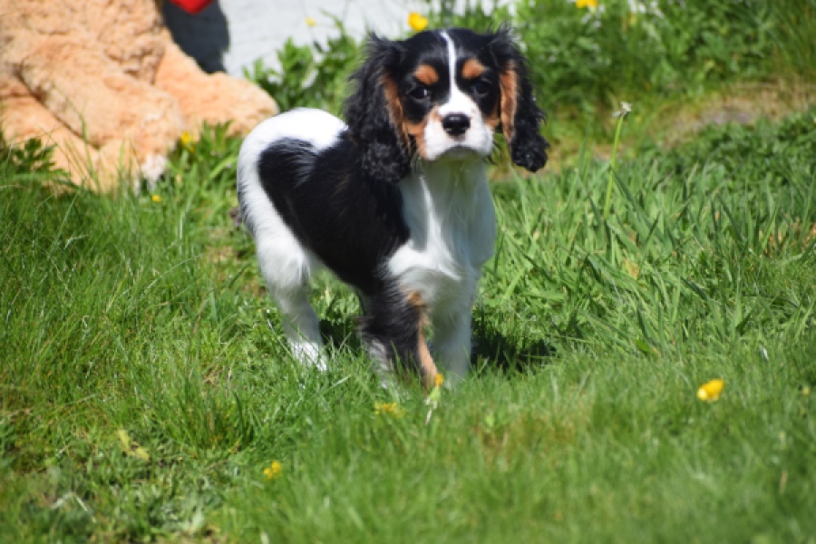 Cavalier King Charles Spaniel (reu) 62812