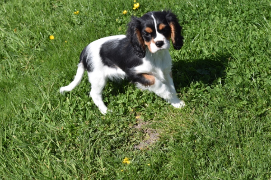 Cavalier King Charles Spaniel (reu) 62812