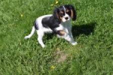 Cavalier King Charles Spaniel (reu) 62812