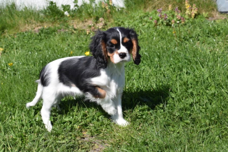 Cavalier King Charles Spaniel (reu) 62812