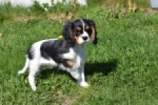 Cavalier King Charles Spaniel (reu) 62812