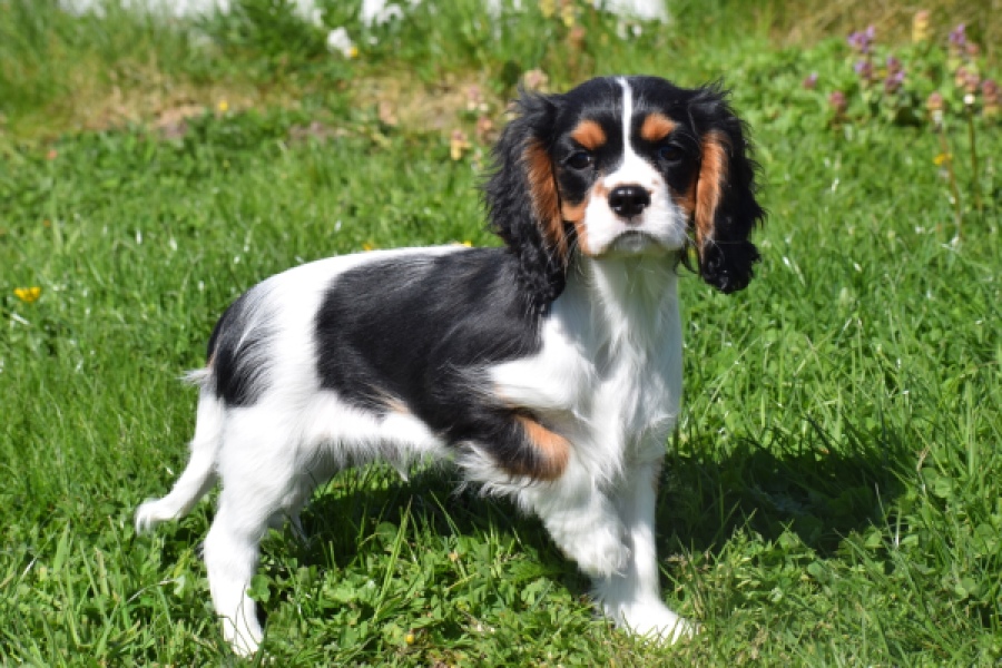 Cavalier King Charles Spaniel (reu) 62812