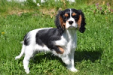 Cavalier King Charles Spaniel (reu) 62812