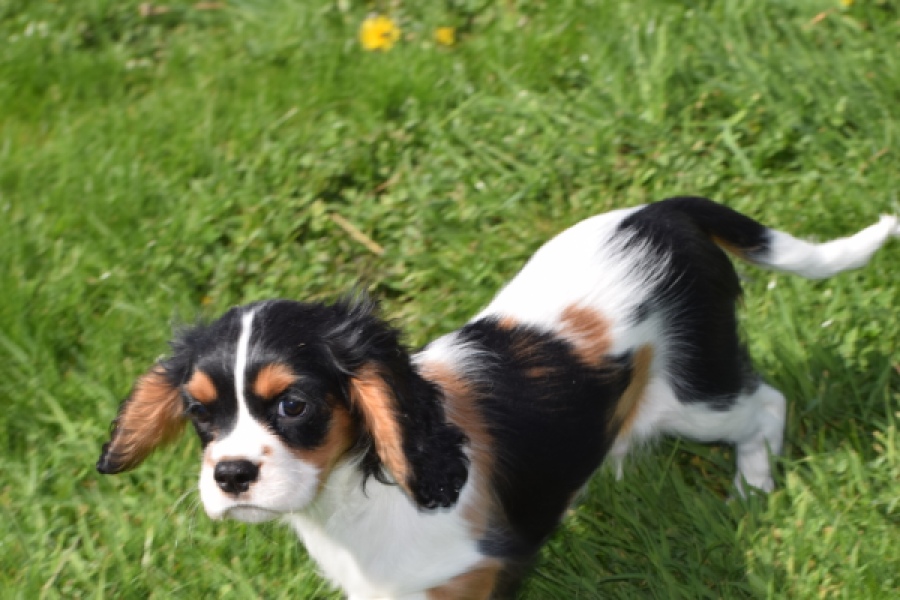 Cavalier King Charles Spaniel (reu) 62812