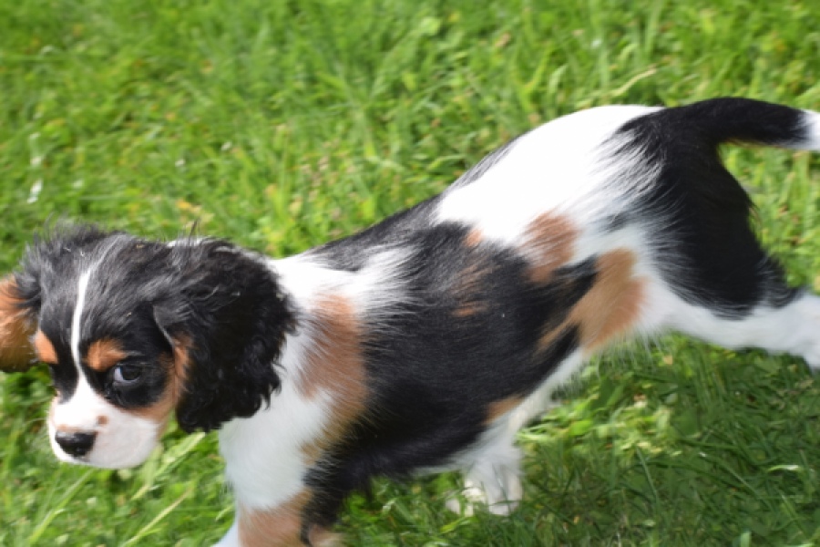 Cavalier King Charles Spaniel (reu) 62812