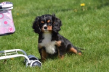 Cavalier King Charles Spaniel (reu) 30652