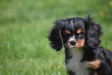 Cavalier King Charles Spaniel (reu) 30652