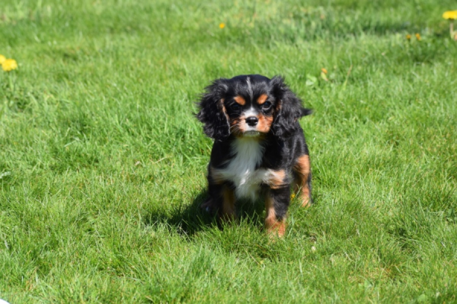 Cavalier King Charles Spaniel (reu) 30652