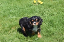 Cavalier King Charles Spaniel (reu) 30652