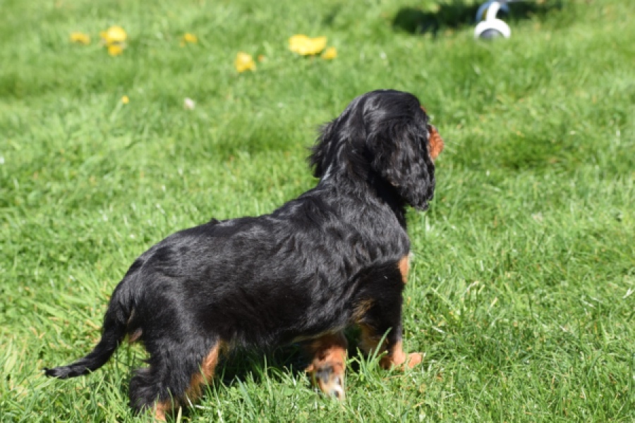 Cavalier King Charles Spaniel (reu) 30652