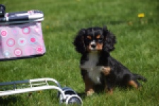 Cavalier King Charles Spaniel (reu) 30652