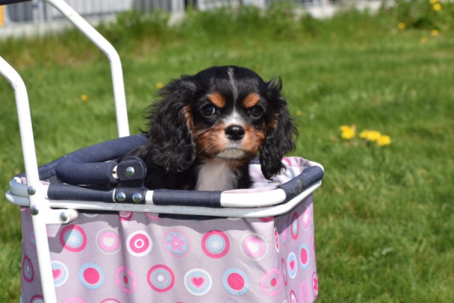 Cavalier King Charles Spaniel (reu) 30652