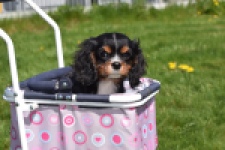 Cavalier King Charles Spaniel (reu) 30652