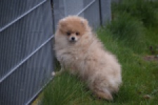 Keeshond (teef) 07157