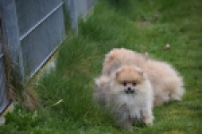 Keeshond (teef) 07157
