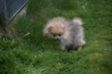 Keeshond (teef) 07157