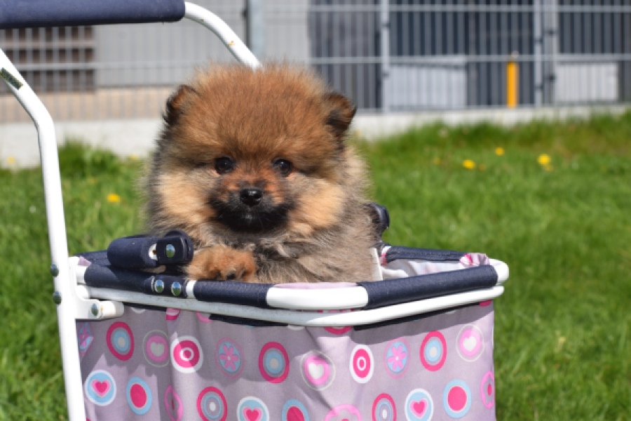 Spitz allemand (reu) 30641