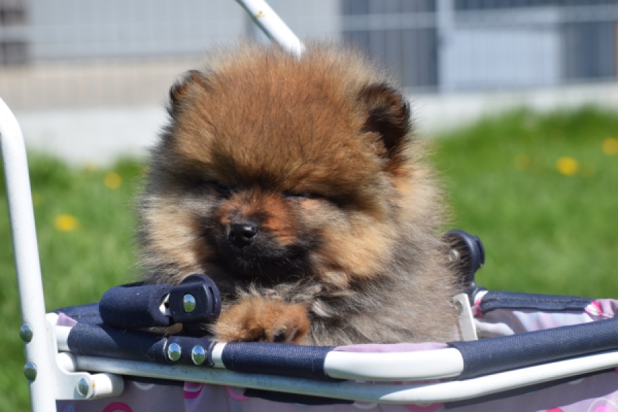 Spitz allemand (reu) 30641