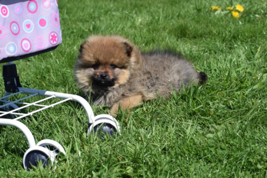 Spitz allemand (reu) 30641