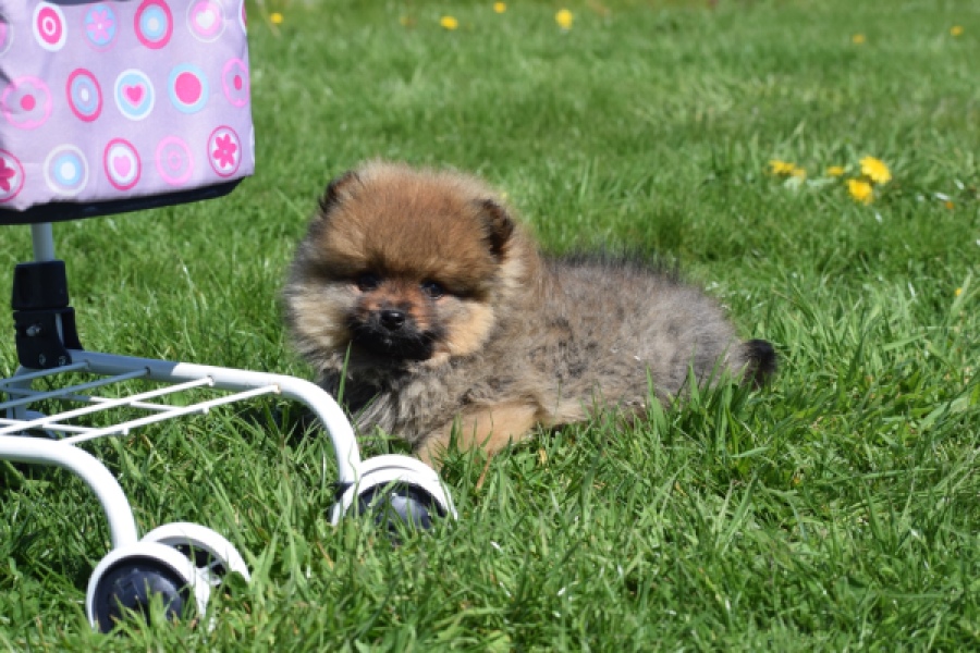 Spitz allemand (reu) 30641