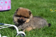 Spitz allemand (reu) 30641