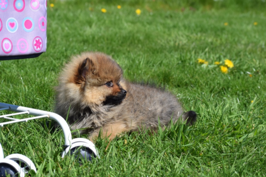 Spitz allemand (reu) 30641