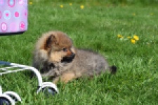 Spitz allemand (reu) 30641