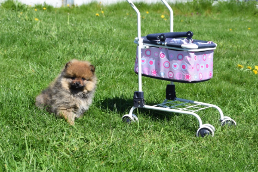 Spitz allemand (reu) 30641