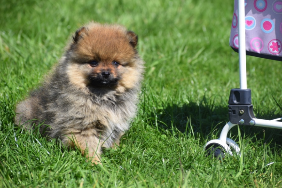 Spitz allemand (reu) 30641