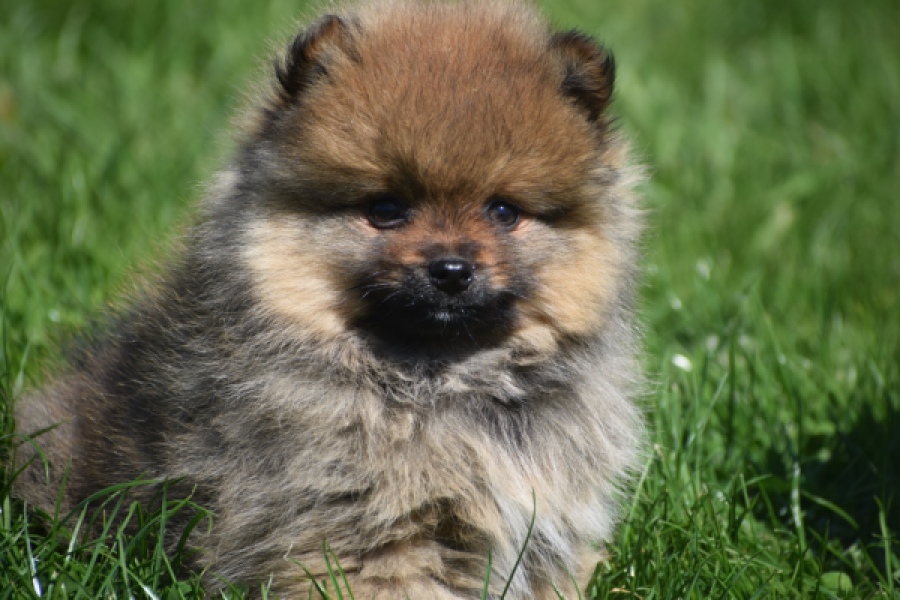 Spitz allemand (reu) 30641