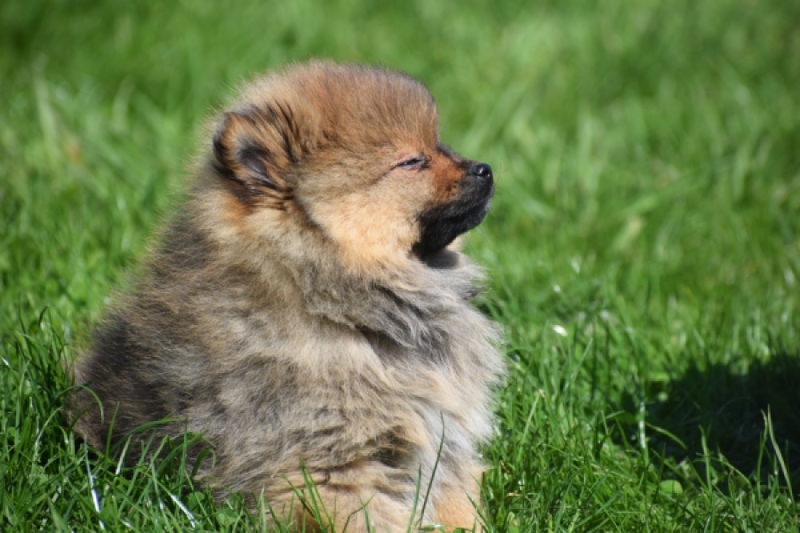 Spitz allemand (reu) 30641