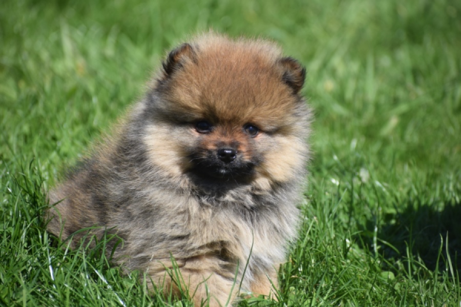 Spitz allemand (reu) 30641