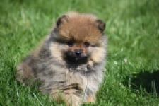 Spitz allemand (reu) 30641