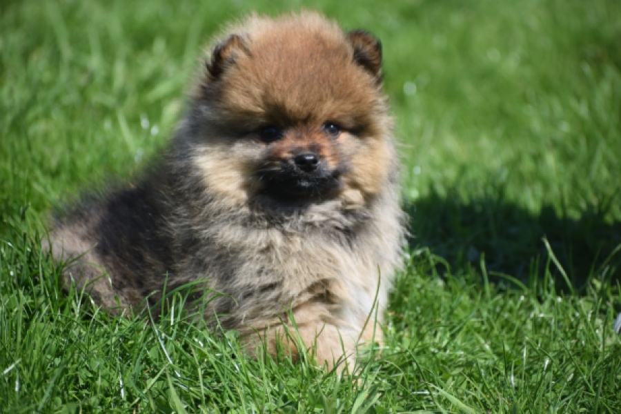 Spitz allemand (reu) 30641