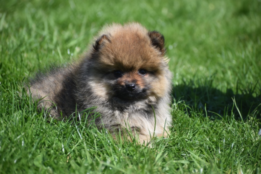 Spitz allemand (reu) 30641