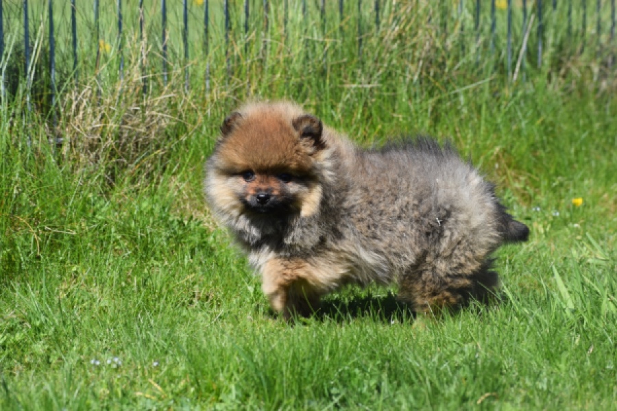 Spitz allemand (reu) 30641