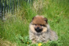 Spitz allemand (reu) 30641