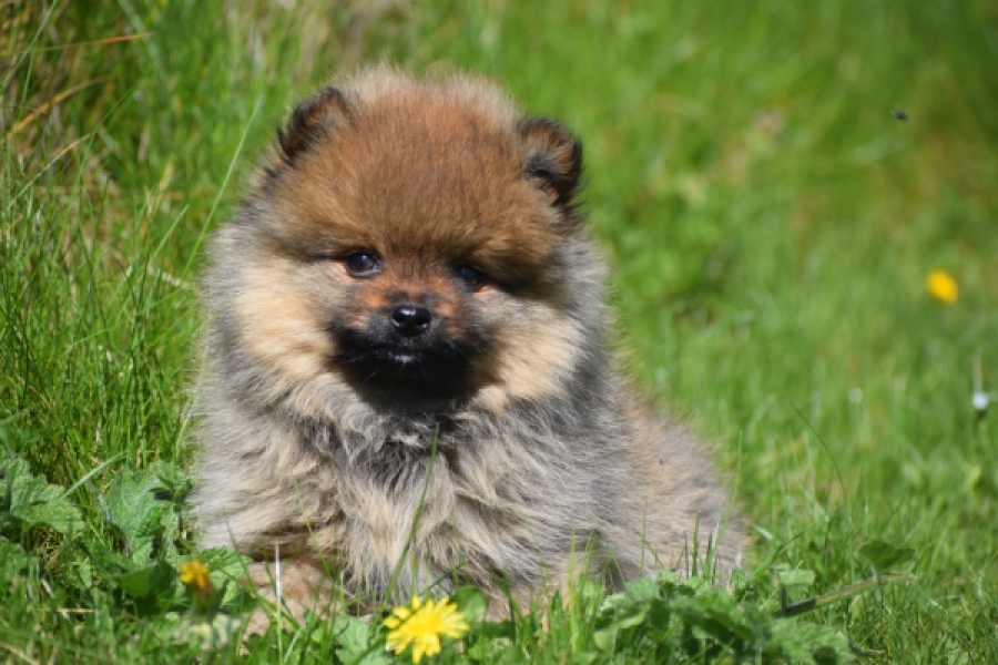 Spitz allemand (reu) 30641