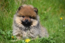 Spitz allemand (reu) 30641