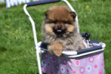 Spitz allemand (reu) 30641