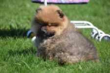 Spitz allemand (teef) 30649