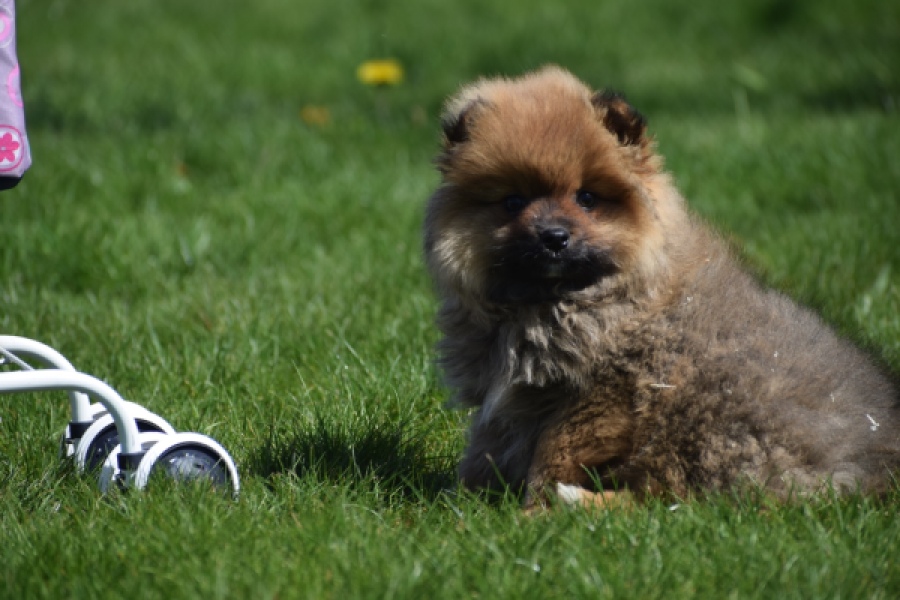 Spitz allemand (teef) 30649