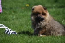 Spitz allemand (teef) 30649