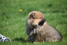 Spitz allemand (teef) 30649