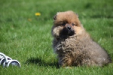 Spitz allemand (teef) 30649