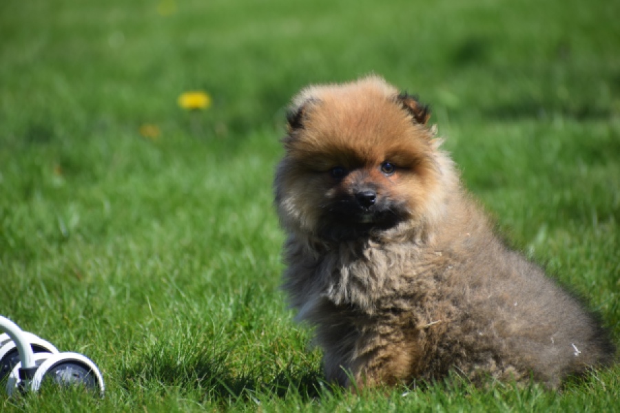 Spitz allemand (teef) 30649