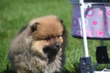 Spitz allemand (teef) 30649